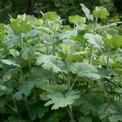 Macleaya Cordata 500 PCS, Plume Poppy Seed 500 PCS, Boluohui
