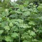 Macleaya Cordata 500 PCS, Plume Poppy Seed 500 PCS, Boluohui