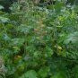 Macleaya Cordata 500 PCS, Plume Poppy Seed 500 PCS, Boluohui