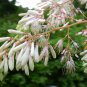 Macleaya Cordata 500 PCS, Plume Poppy Seed 500 PCS, Boluohui