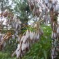 Macleaya Cordata 500 PCS, Plume Poppy Seed 500 PCS, Boluohui