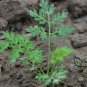 Lepidium Meyenii, Peruvian Ginseng Seed 2000 PCS, Peru Maca Ma Ka