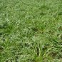 Lepidium Meyenii, Peruvian Ginseng Seed 2000 PCS, Peru Maca Ma Ka