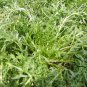 Lepidium Meyenii, Peruvian Ginseng Seed 2000 PCS, Peru Maca Ma Ka