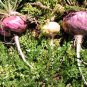 Lepidium Meyenii, Peruvian Ginseng Seed 2000 PCS, Peru Maca Ma Ka