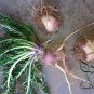 Lepidium Meyenii, Peruvian Ginseng Seed 2000 PCS, Peru Maca Ma Ka