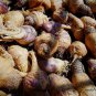 Lepidium Meyenii, Peruvian Ginseng Seed 2000 PCS, Peru Maca Ma Ka