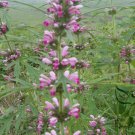 Leonurus Artemisia, Motherwort Chinese Seed 3000 PCS, Yi Mu Cao