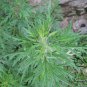 Leonurus Artemisia, Motherwort Chinese Seed 3000 PCS, Yi Mu Cao