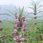 Leonurus Artemisia, Motherwort Chinese Seed 3000 PCS, Yi Mu Cao