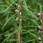 Leonurus Artemisia, Motherwort Chinese Seed 3000 PCS, Yi Mu Cao