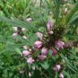 Leonurus Artemisia, Motherwort Chinese Seed 3000 PCS, Yi Mu Cao