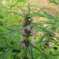 Leonurus Artemisia, Motherwort Chinese Seed 3000 PCS, Yi Mu Cao
