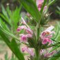 Leonurus Artemisia, Motherwort Chinese Seed 3000 PCS, Yi Mu Cao