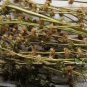 Leonurus Artemisia, Motherwort Chinese Seed 3000 PCS, Yi Mu Cao