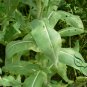 Isatis Tinctoria, Glastum Woad Seed 500 PCS, Dyer's Woad Banlangen