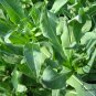 Isatis Tinctoria, Glastum Woad Seed 500 PCS, Dyer's Woad Banlangen