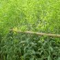 Isatis Tinctoria, Glastum Woad Seed 500 PCS, Dyer's Woad Banlangen