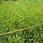 Isatis Tinctoria, Glastum Woad Seed 500 PCS, Dyer's Woad Banlangen