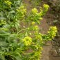 Isatis Tinctoria, Glastum Woad Seed 500 PCS, Dyer's Woad Banlangen