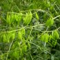 Isatis Tinctoria, Glastum Woad Seed 500 PCS, Dyer's Woad Banlangen
