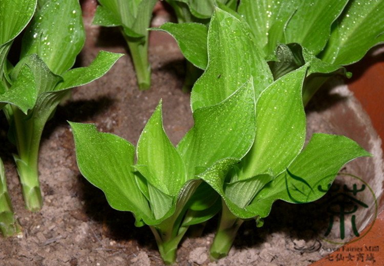 Hosta Plantaginea, Common Hostas Seed 3000 PCS, Plantain Lilies Yu Zan