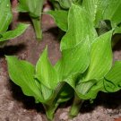 Hosta Plantaginea, Common Hostas Seed 3000 PCS, Plantain Lilies Yu Zan