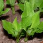 Hosta Plantaginea, Common Hostas Seed 3000 PCS, Plantain Lilies Yu Zan