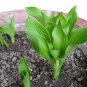 Hosta Plantaginea, Common Hostas Seed 3000 PCS, Plantain Lilies Yu Zan