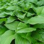 Hosta Plantaginea, Common Hostas Seed 3000 PCS, Plantain Lilies Yu Zan