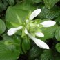 Hosta Plantaginea, Common Hostas Seed 3000 PCS, Plantain Lilies Yu Zan
