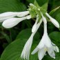 Hosta Plantaginea, Common Hostas Seed 3000 PCS, Plantain Lilies Yu Zan