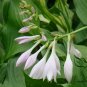 Hosta Plantaginea, Common Hostas Seed 3000 PCS, Plantain Lilies Yu Zan