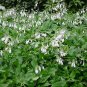 Hosta Plantaginea, Common Hostas Seed 3000 PCS, Plantain Lilies Yu Zan