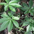 Gynostemma Pentaphyllum, Southern Ginseng Miracle Grass 1000 PCS, Jiaogulan