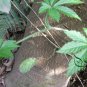 Gynostemma Pentaphyllum, Southern Ginseng Miracle Grass 1000 PCS, Jiaogulan