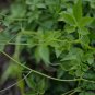 Gynostemma Pentaphyllum, Southern Ginseng Miracle Grass 1000 PCS, Jiaogulan