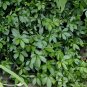 Gynostemma Pentaphyllum, Southern Ginseng Miracle Grass 1000 PCS, Jiaogulan
