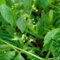 Gynostemma Pentaphyllum, Southern Ginseng Miracle Grass 1000 PCS, Jiaogulan