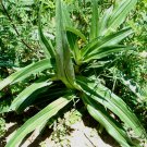 Gentiana Macrophylla, Large Leaf Gentian Seed 2000 PCS, Qin Jiao