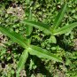 Gentiana Macrophylla, Large Leaf Gentian Seed 2000 PCS, Qin Jiao
