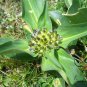 Gentiana Macrophylla, Large Leaf Gentian Seed 2000 PCS, Qin Jiao