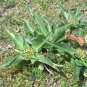 Gentiana Macrophylla, Large Leaf Gentian Seed 2000 PCS, Qin Jiao