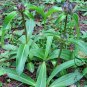 Gentiana Macrophylla, Large Leaf Gentian Seed 2000 PCS, Qin Jiao