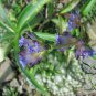 Gentiana Macrophylla, Large Leaf Gentian Seed 2000 PCS, Qin Jiao
