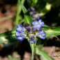 Gentiana Macrophylla, Large Leaf Gentian Seed 2000 PCS, Qin Jiao