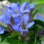 Gentiana Macrophylla, Large Leaf Gentian Seed 2000 PCS, Qin Jiao