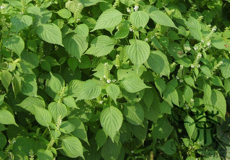 Fructus Perilla, Beefsteak Plant Lv-su Seed 10000 PCS, Korean Perilla Lv Su Zi
