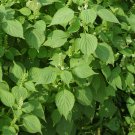 Fructus Perilla, Beefsteak Plant Lv-su Seed 10000 PCS, Korean Perilla Lv Su Zi