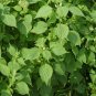 Fructus Perilla, Beefsteak Plant Lv-su Seed 10000 PCS, Korean Perilla Lv Su Zi